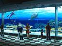 Kof2000-Aquarium